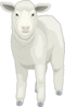 Wooly Sheep Facing Forward Clip Art
